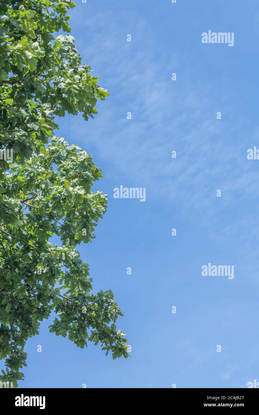 Oak tree branches and leaves in summer sun, set against blue summer sky ...