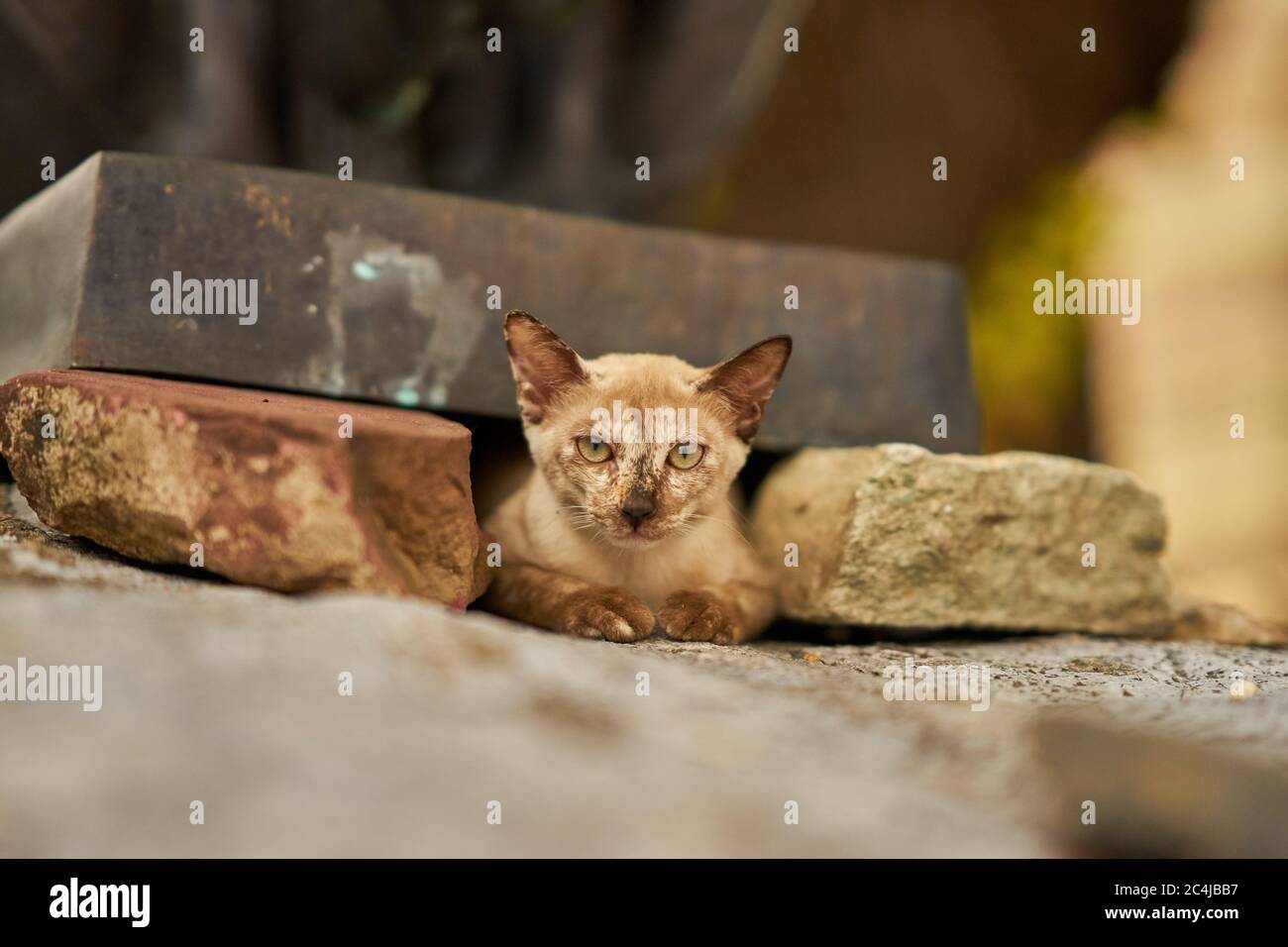 A closeup of a stray cat resting at a temple. Stock Photo