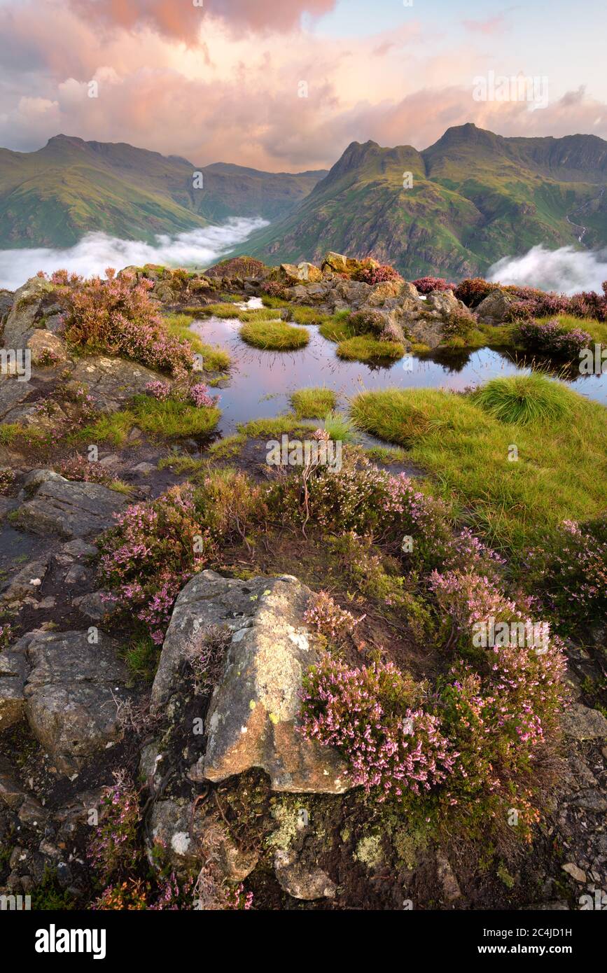 Beautiful Blooms Of Heather At Sunrise With Lingering Mist In Valley. Lake District, UK. Stock Photo