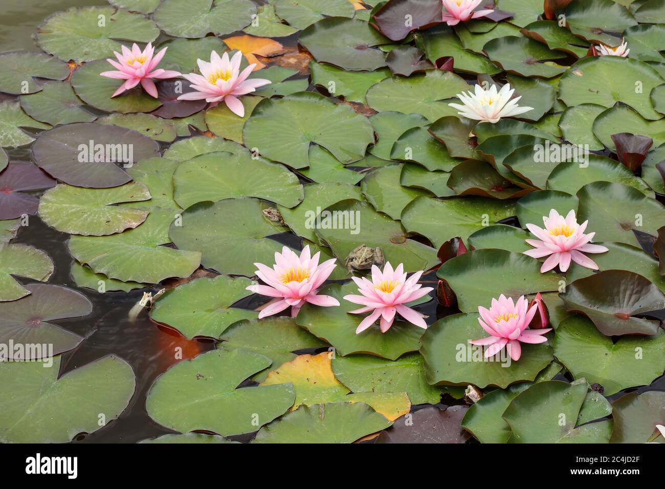 Frogs and lilies hires stock photography and images Alamy