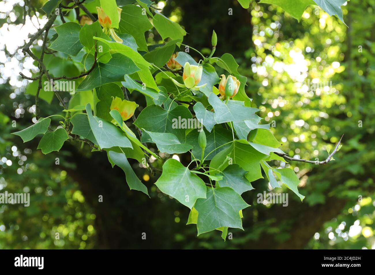 Tree in blossom - yellow poplar - detail of the bloom - illuminate from behind Stock Photo