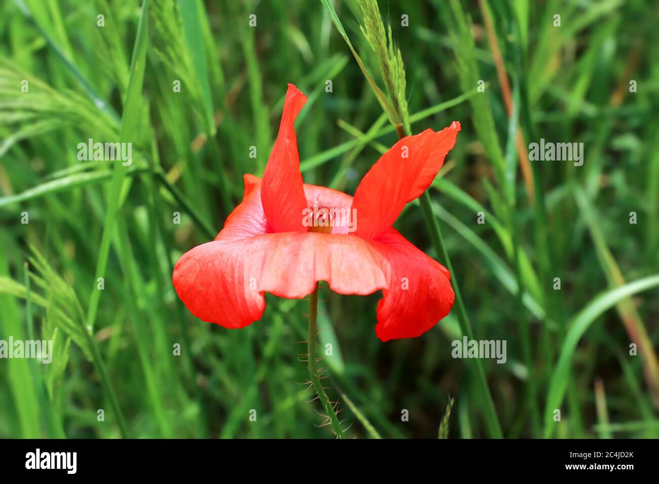 Red petals of corn poppy in wind - detail Stock Photo