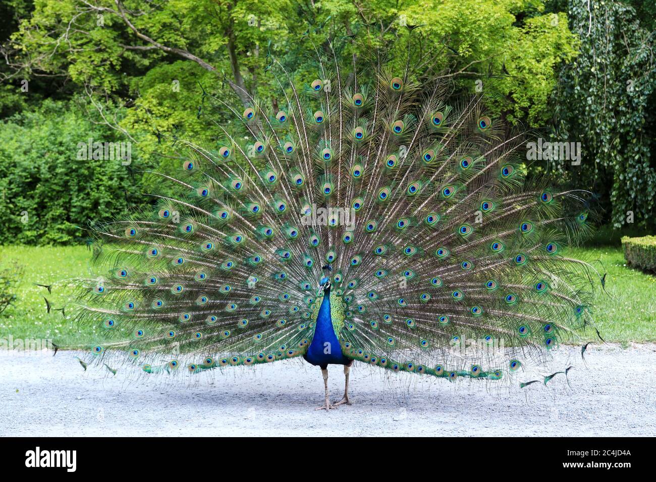 Proud peacock showing its long tail with beautiful feathers with eye-like markings Stock Photo