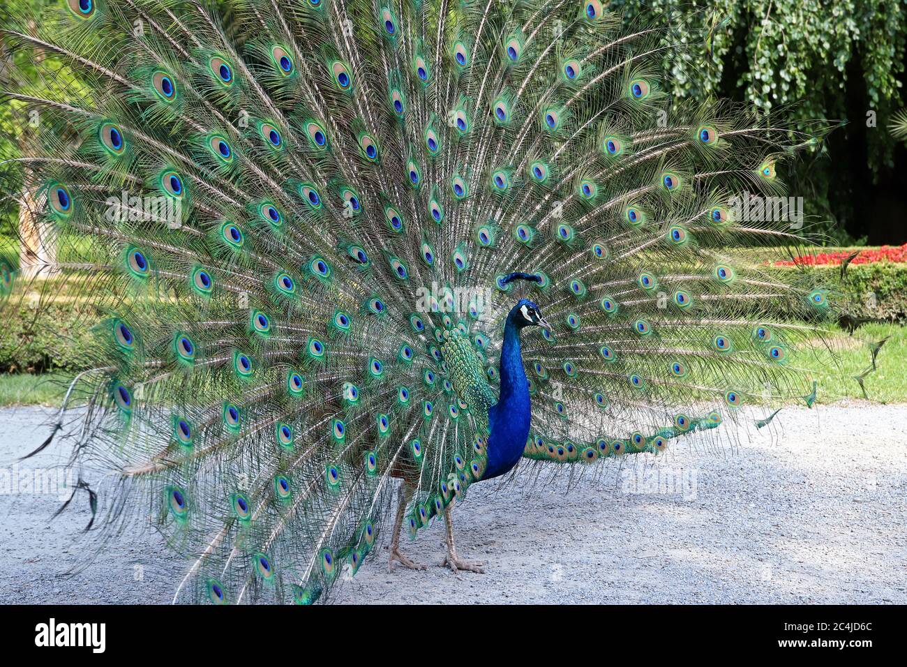 Proud peacock showing its long tail with beautiful feathers with eye-like markings Stock Photo
