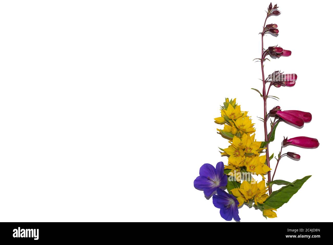 Different colours of the flowers of geranium Rozanne (blue), Lysimachia punctata (yellow) and Penstemon seen against a white background. Stock Photo