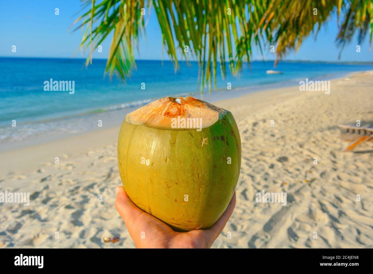 Beautiful exotic scene: caucasian white hand holding a huge, tasty, green, freshly picked coconut. In the back tropical empty beach with blue turquois Stock Photo