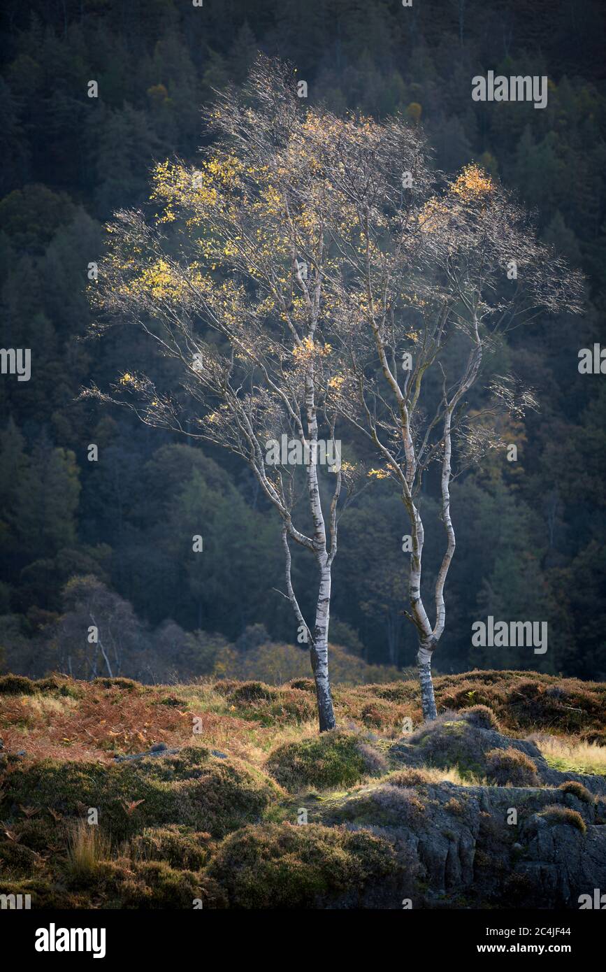 Two Birch Trees Isolated Against Woodland Backdrop At Holme Fell In The Lake District, UK. Stock Photo