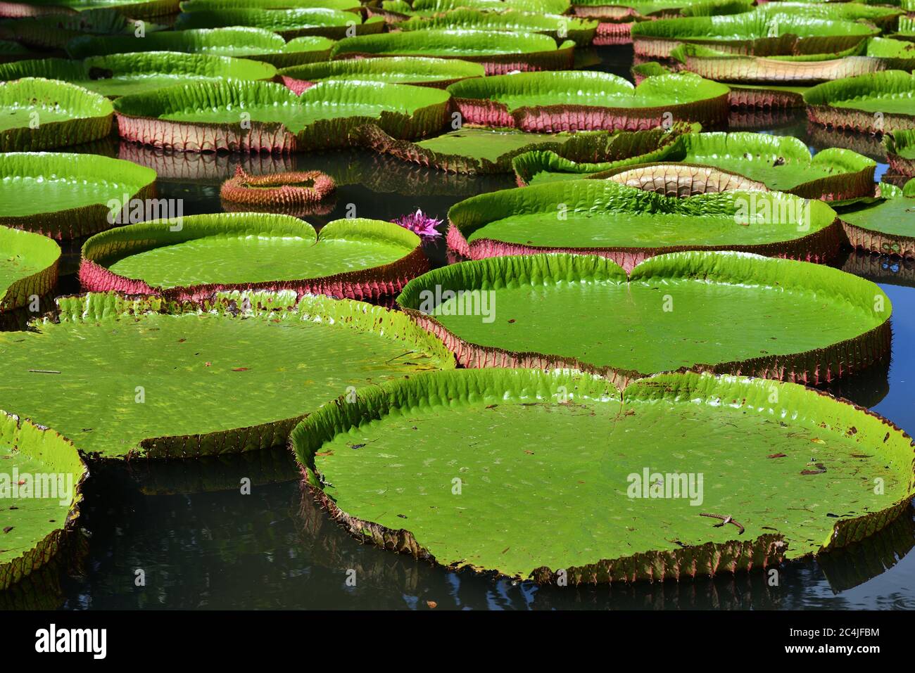 Giant, amazonian lily in water at the Pamplemousess botanical Gardens