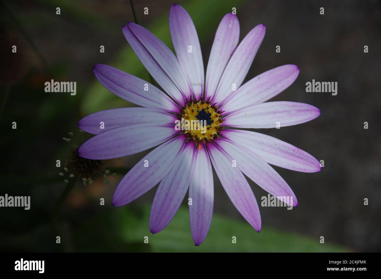 Artistic flower photography hi-res stock photography and images - Alamy