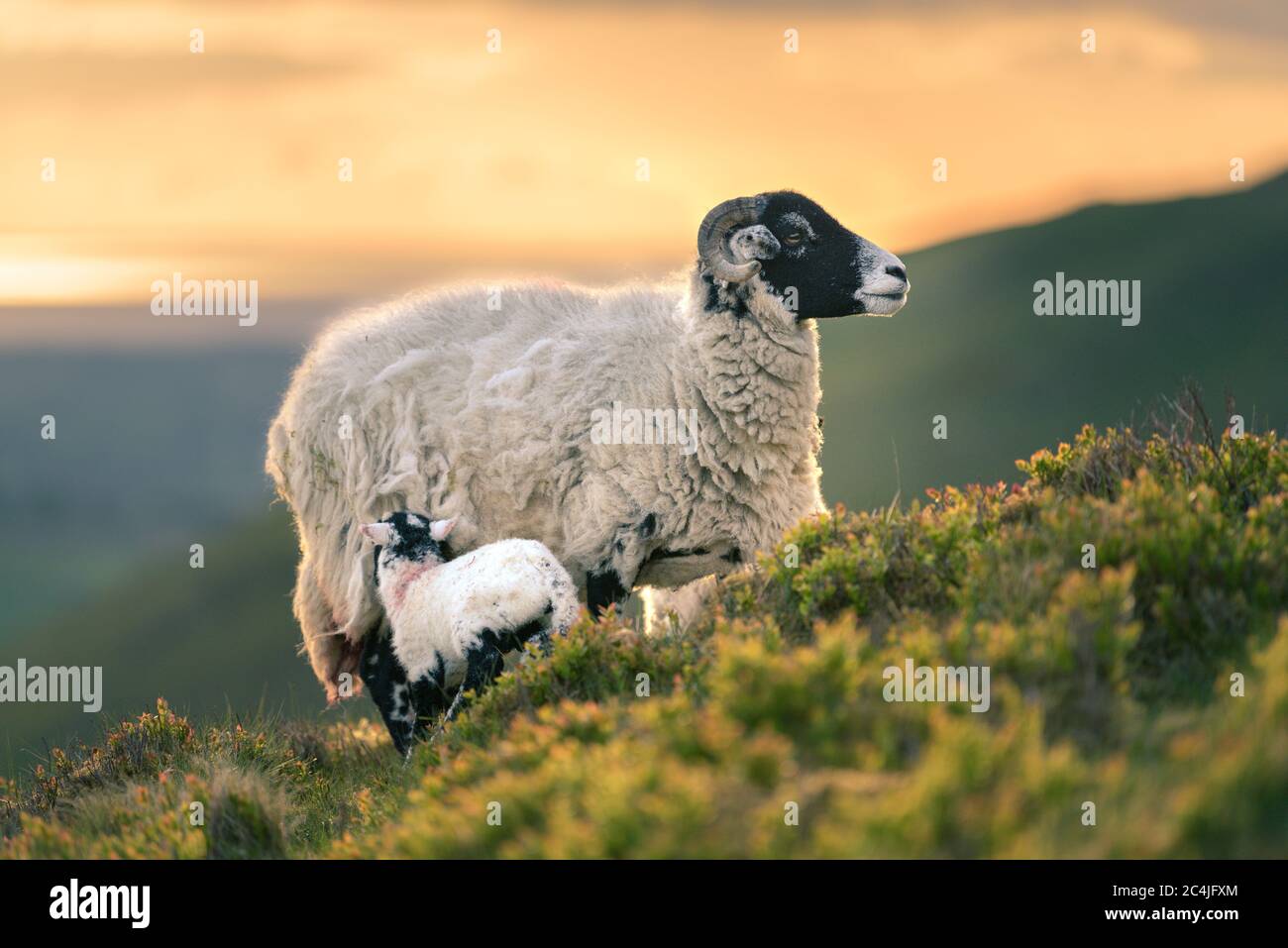 Herdwick Ewe Mother With Newborn Lamb Feeding On Hillside With Sunset In Background. Stock Photo
