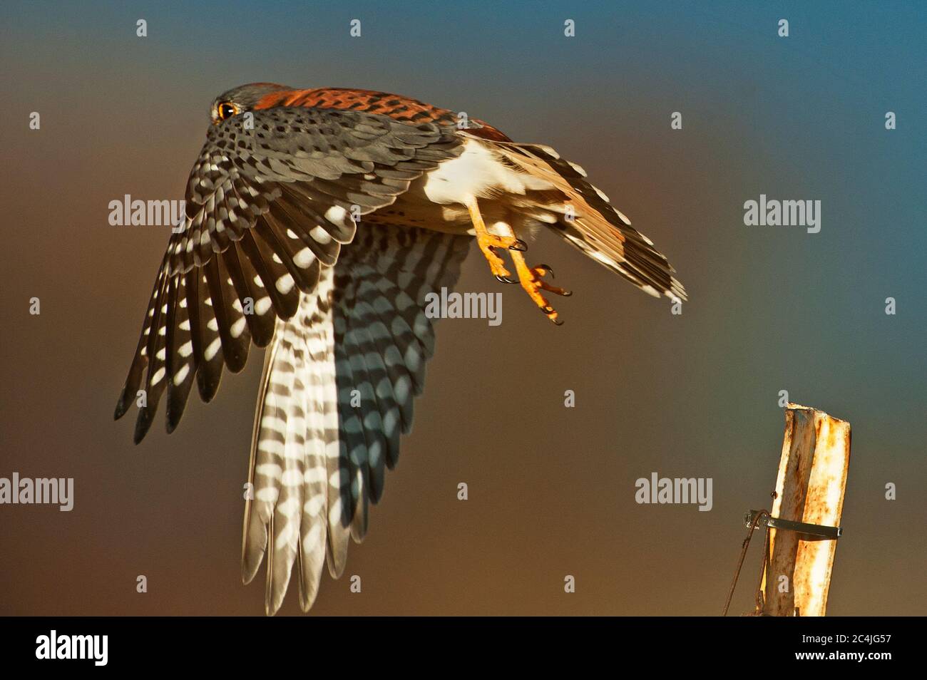 Bird of prey raptor american kestrel hi-res stock photography and ...