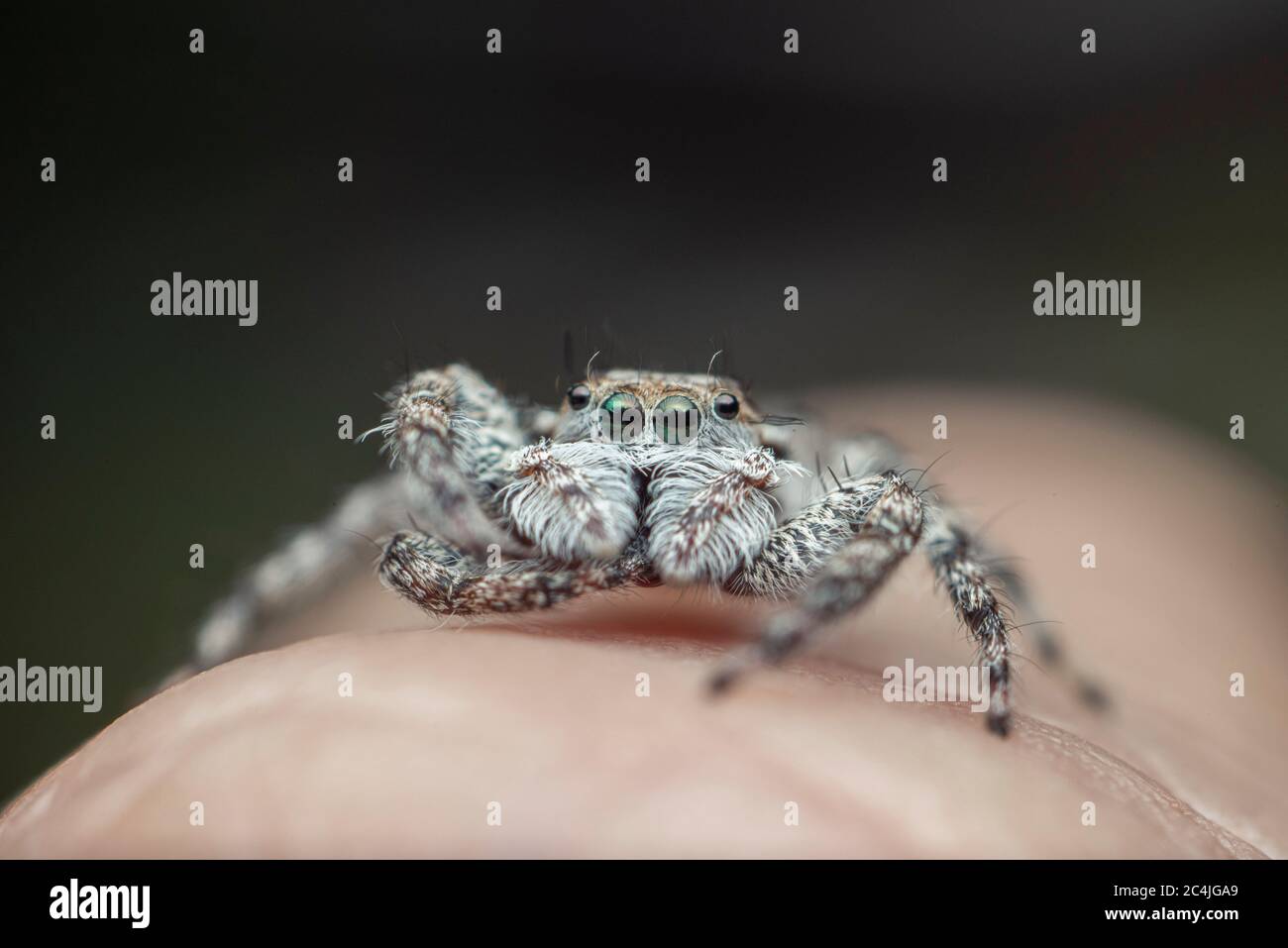 Jumping Spider Ready to Hunt Its Prey Stock Photo