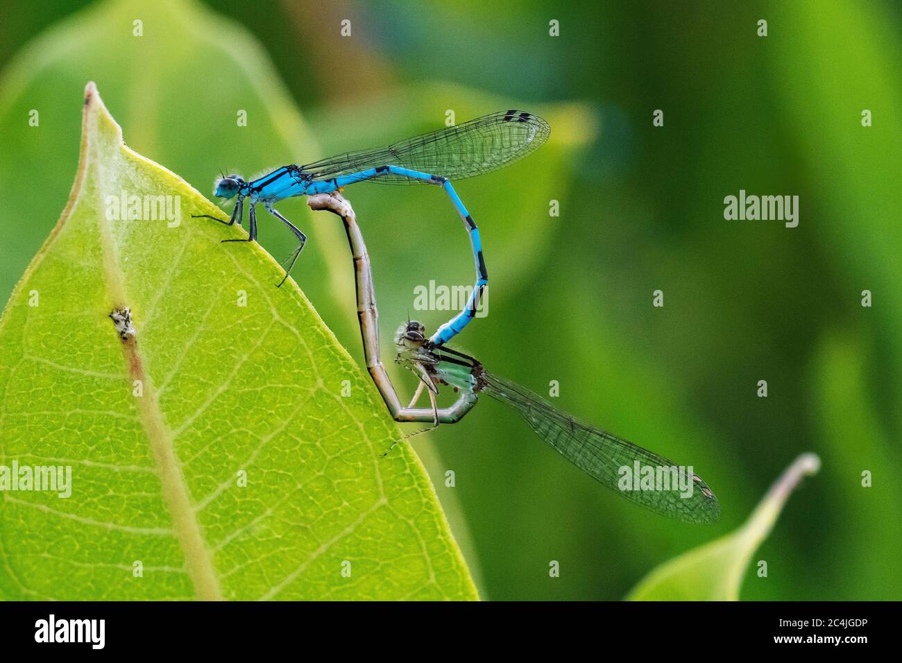 Mating blue damselflies Stock Photo - Alamy