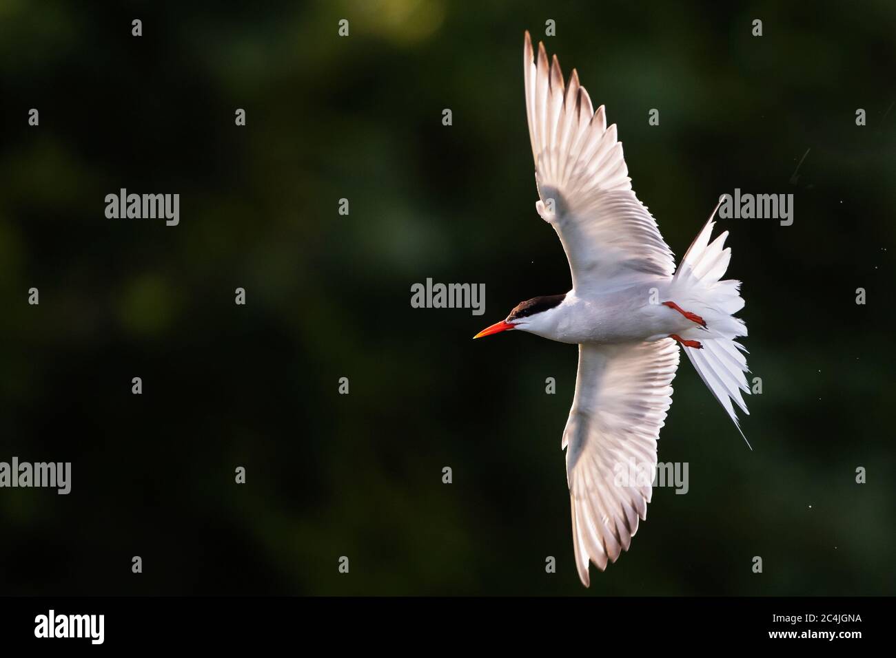 Back-lit common tern in flight close-up Stock Photo