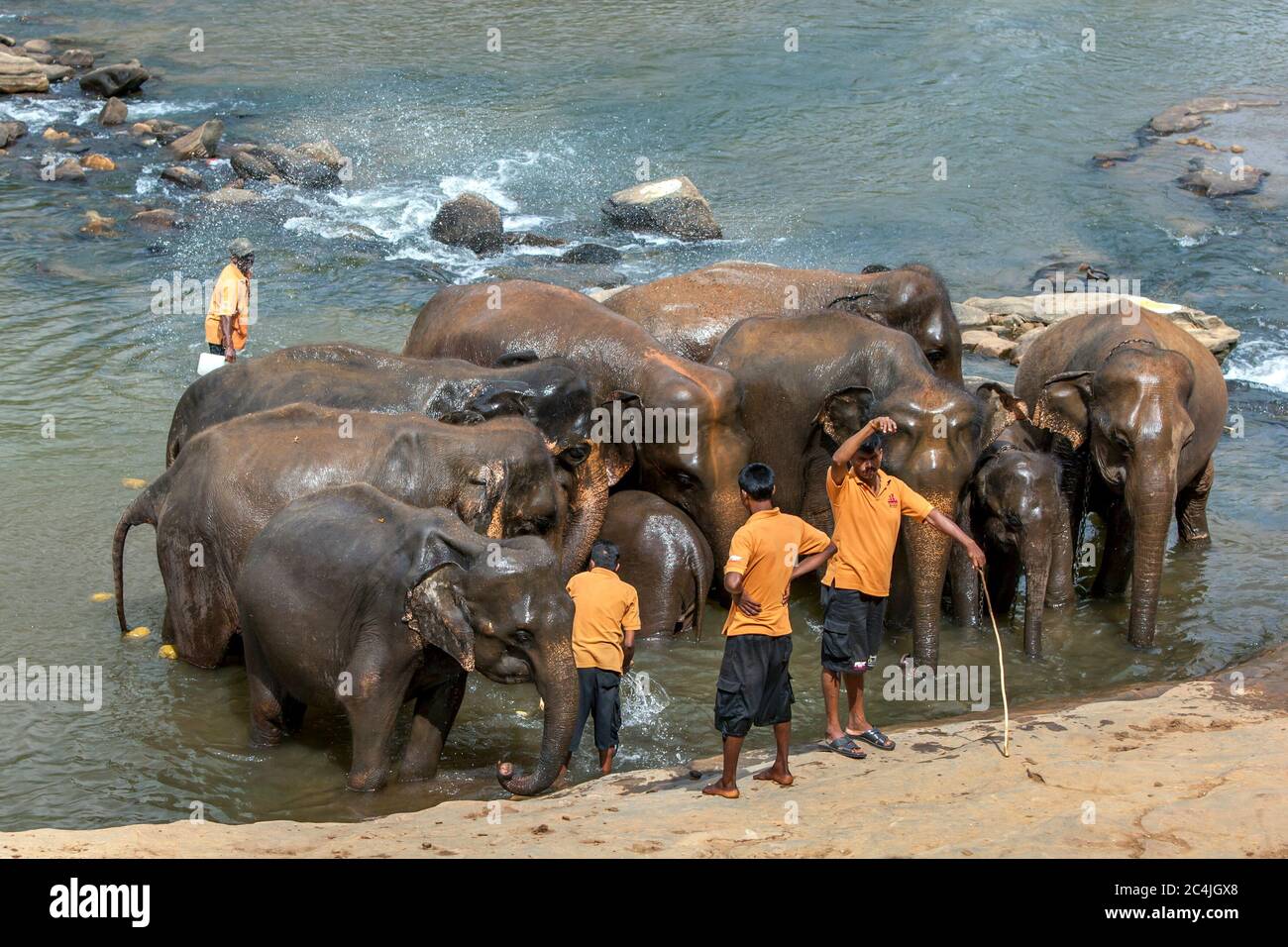 Elephants from the Pinnawala Elephant Orphanage in Sri Lanka bathe in the Maha Oya River as their mahouts keep watch over them. Stock Photo