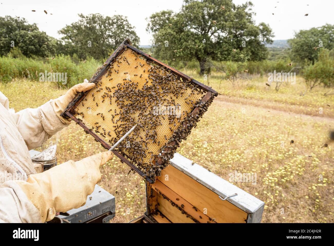 Beekeeping Natural