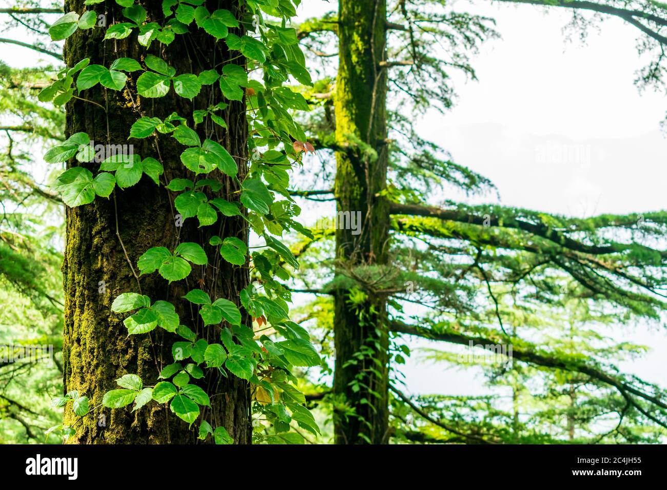 Jungle creepers trees hires stock photography and images Alamy