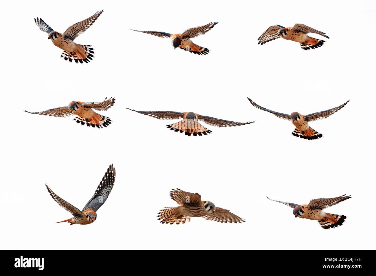 Composite photograph of American kestrels hovering Stock Photo
