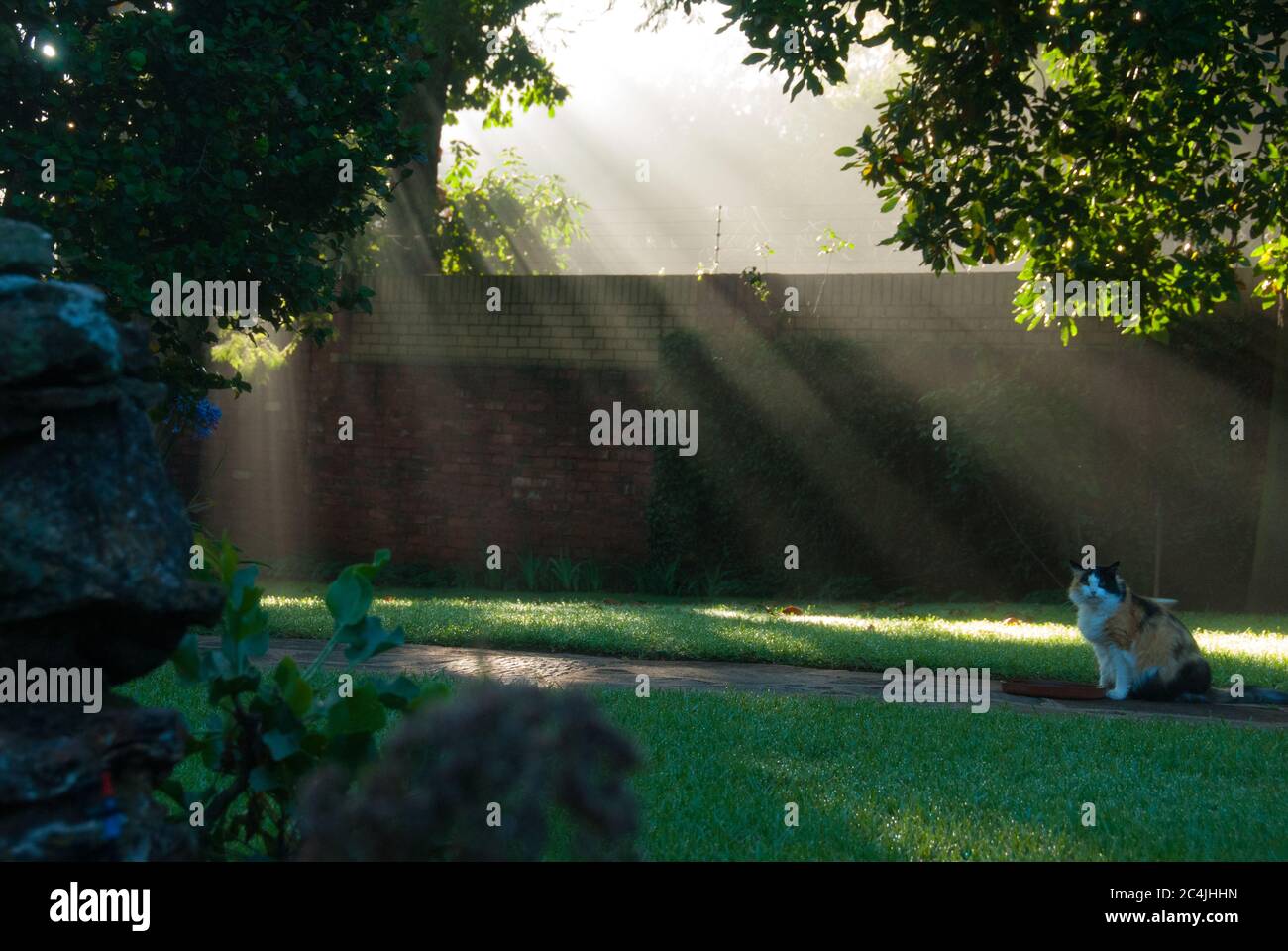 The sunbeam illusion or crepuscular rays breaking through the trees with a Calico cat looking at the camera. Stock Photo