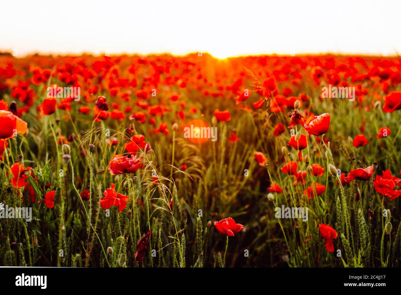 Red poppies field at sunset. Soft focus Stock Photo - Alamy