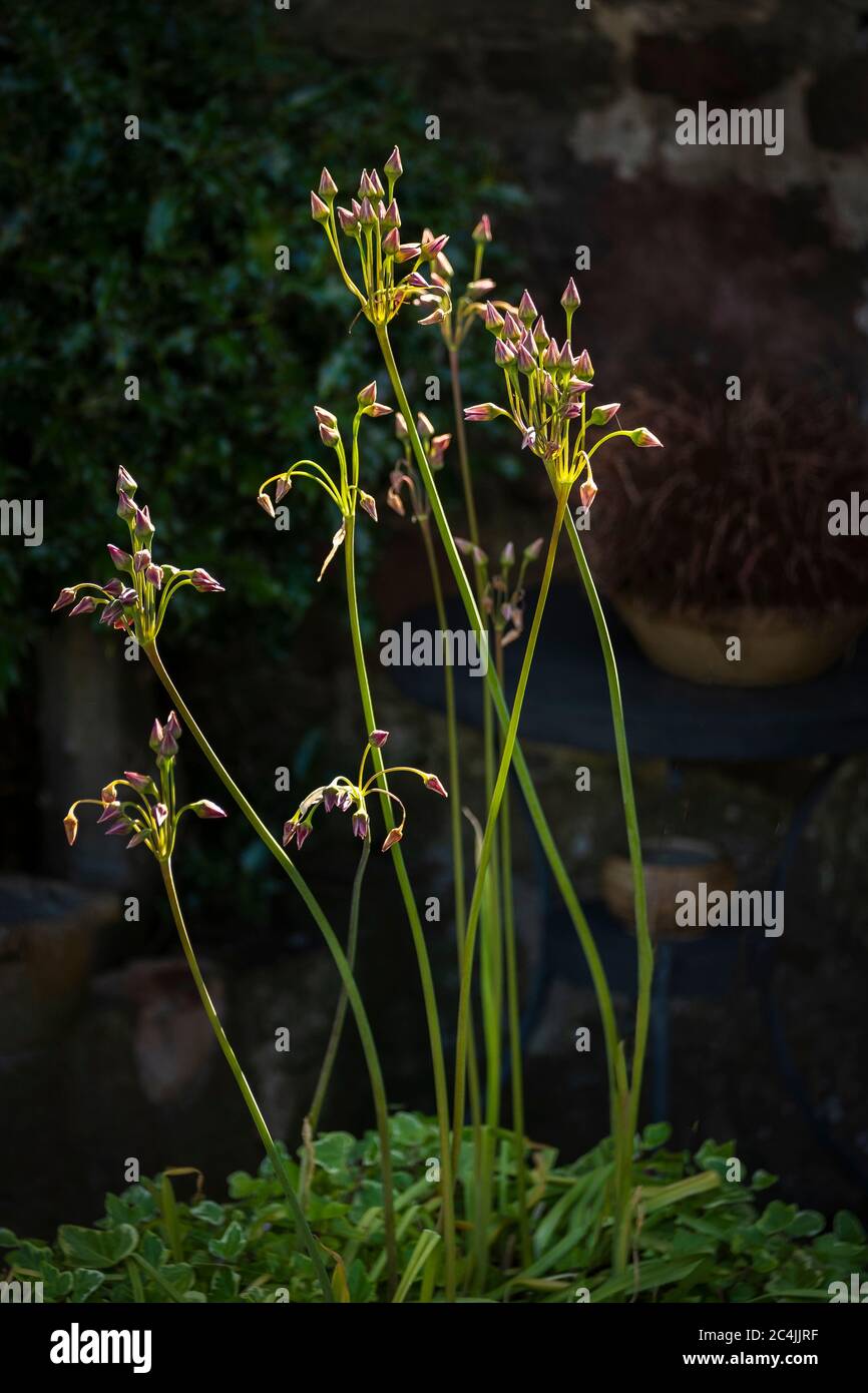 Bulgarian allium, Allium Bulgaricum Stock Photo