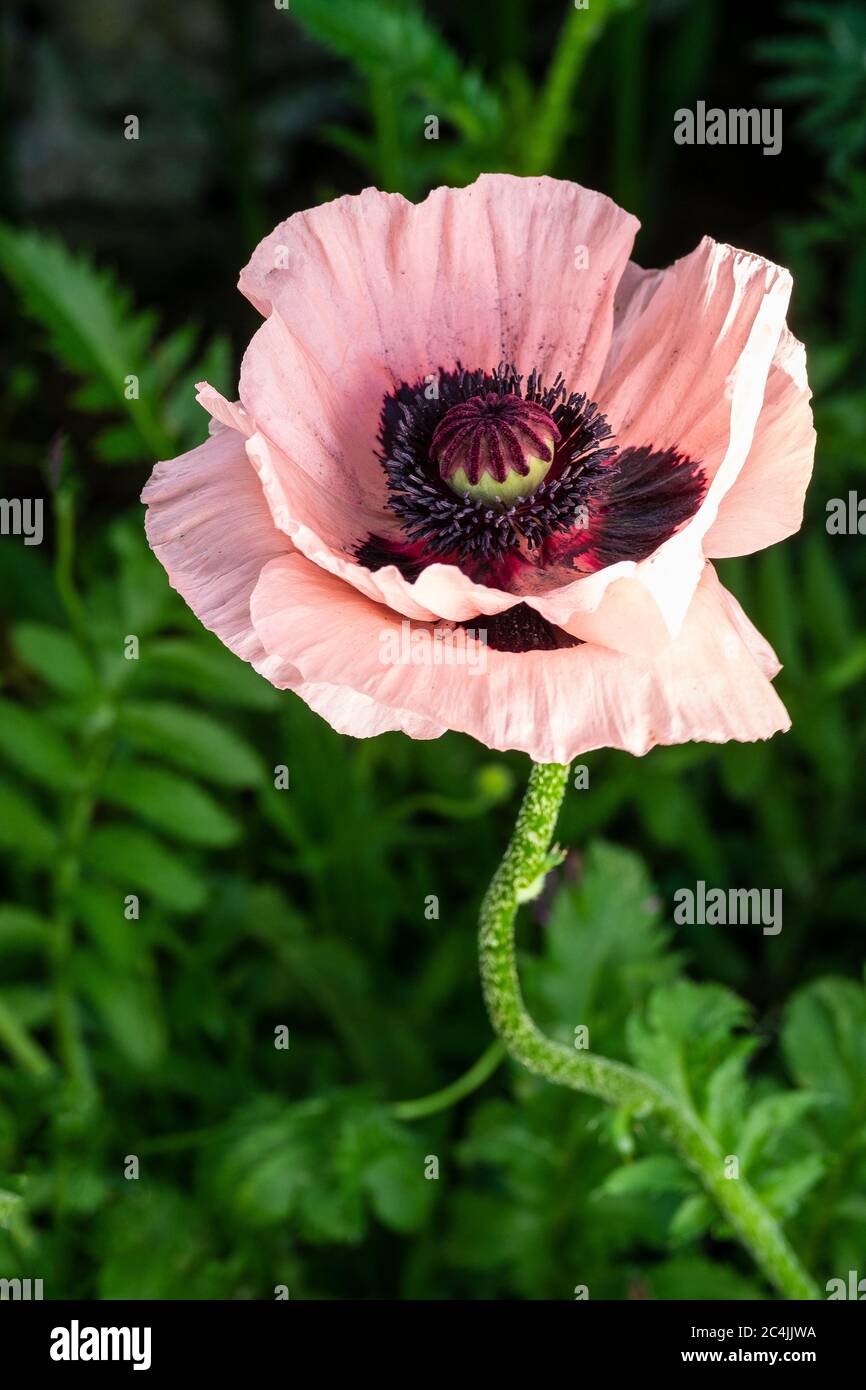 Poppy 'Victoria Louise', Papaveraceae Stock Photo