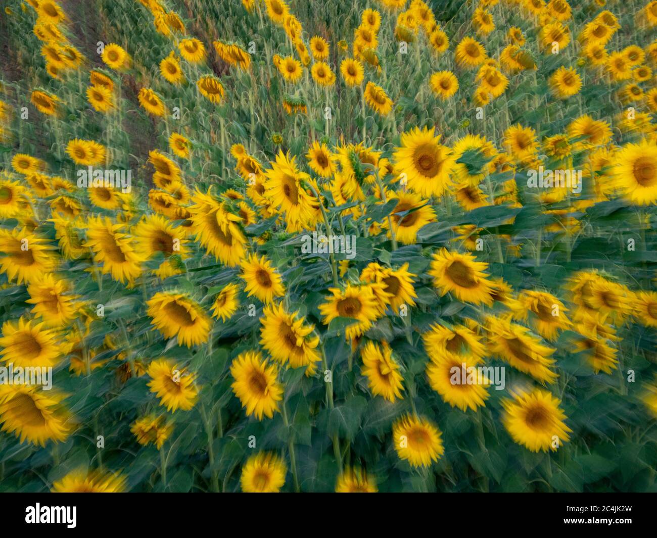 Sunflower with zoom effect hires stock photography and images Alamy