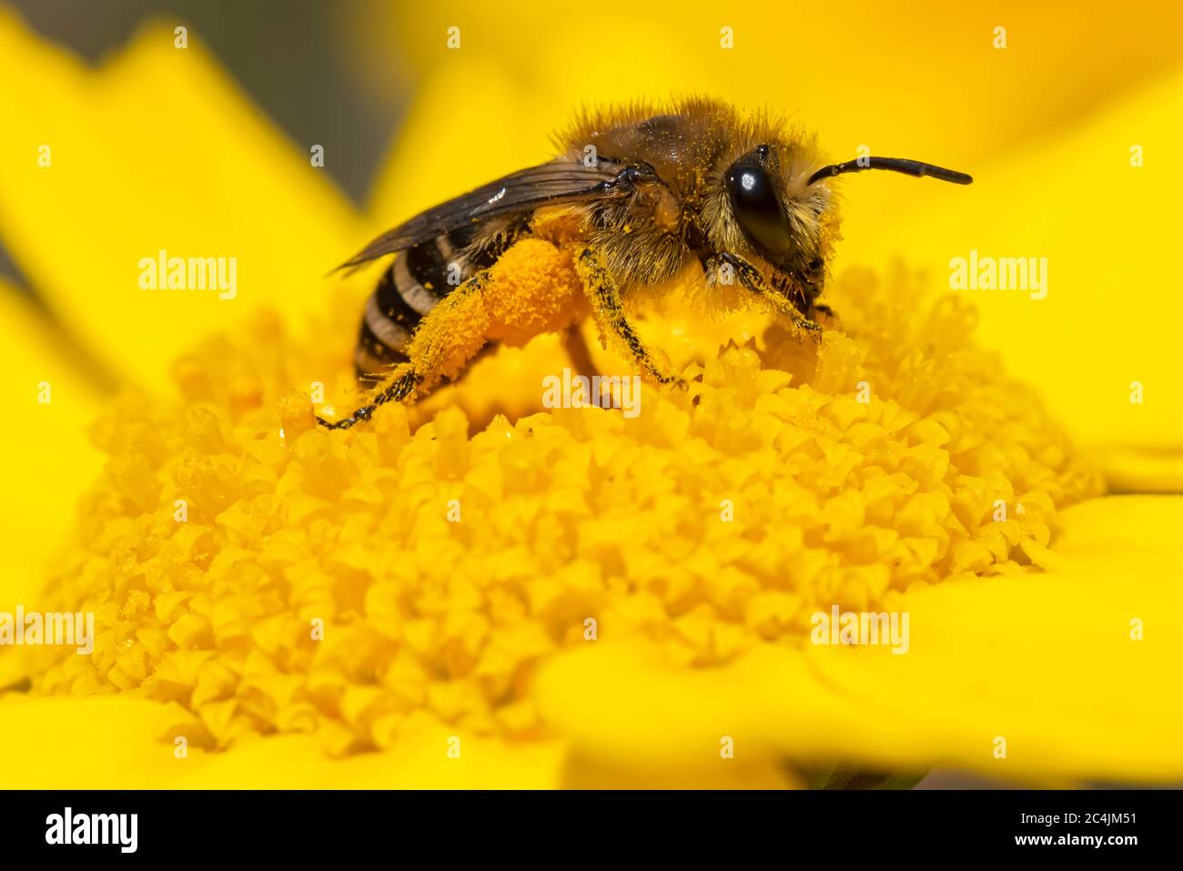 Garden Insects Hoverlfy daisy on Anglesey Uk. Stock Photo