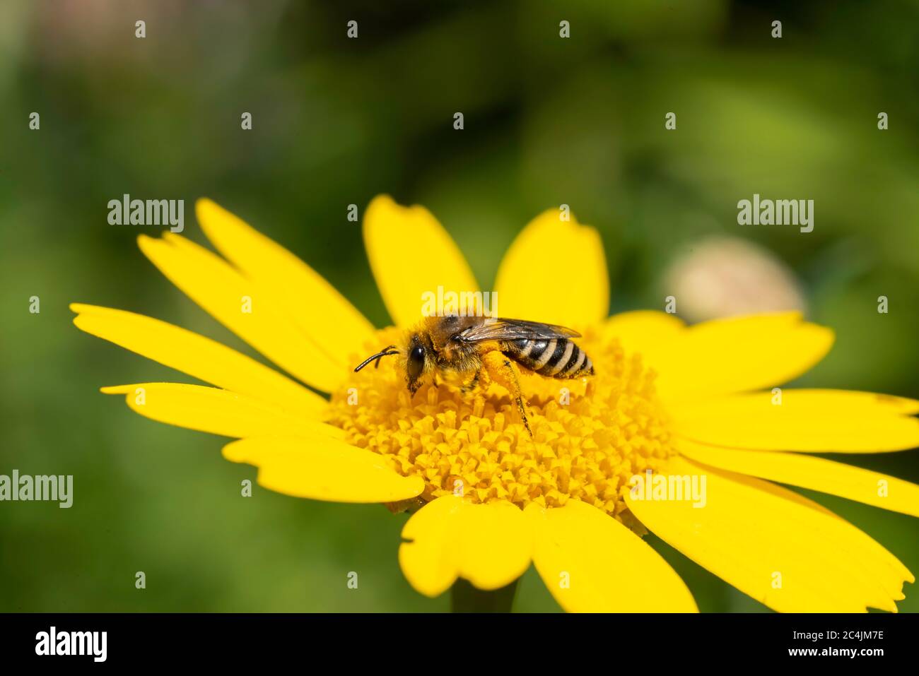 Garden Insects Hoverlfy daisy on Anglesey Uk. Stock Photo