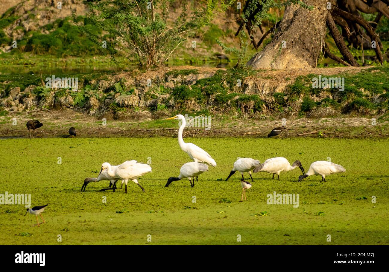 Flock of birds, Bharatpur Bird Sanctuary Stock Photo Alamy