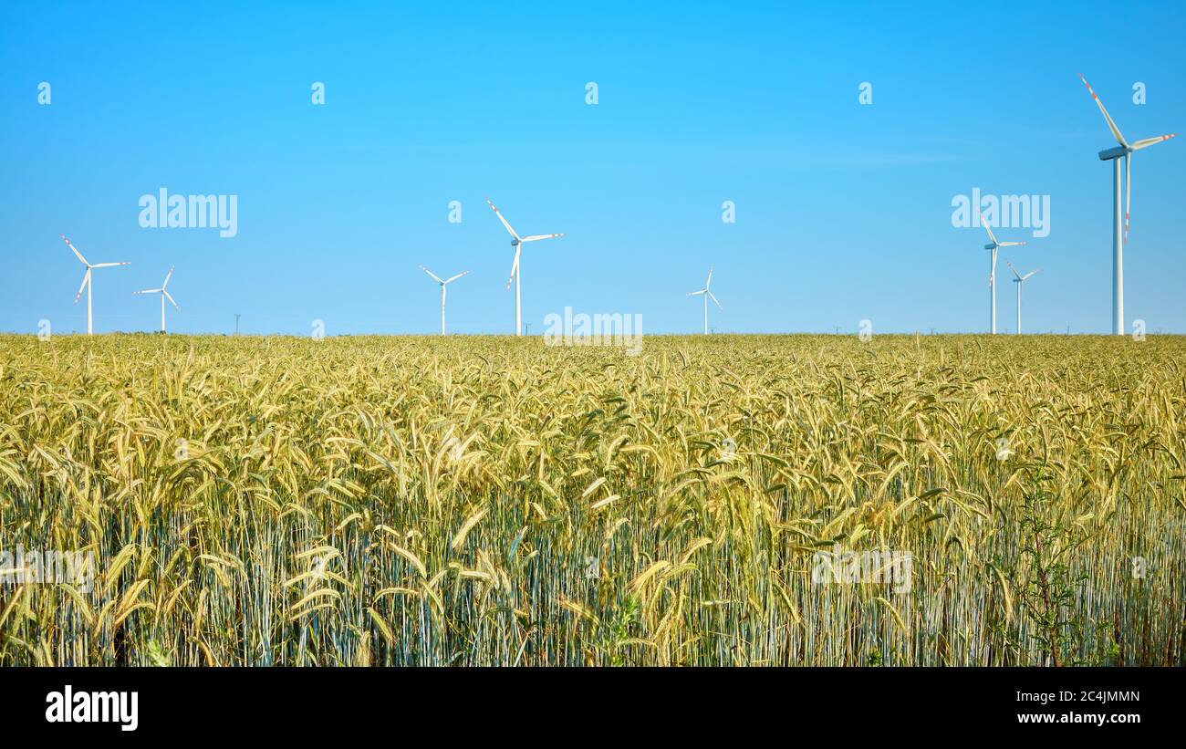 Crop field with windmills in distance on a beautiful summer day. Stock Photo