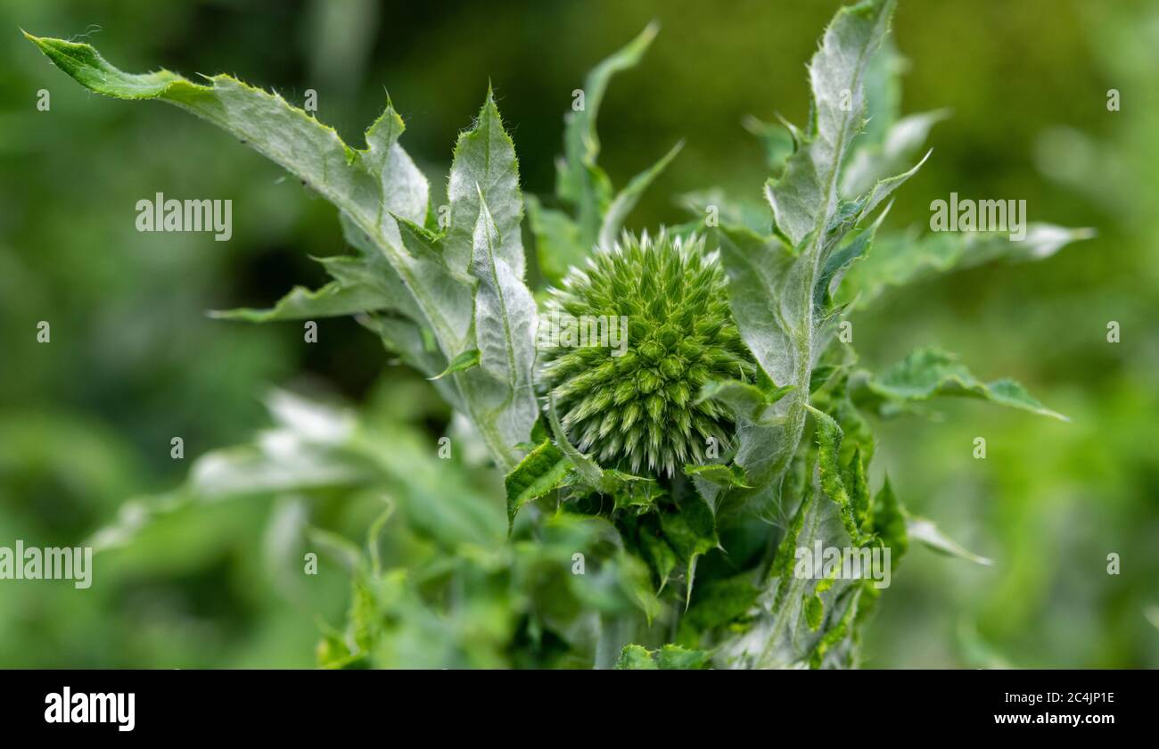 Great globe-thistle  - Echinops sphaerocephalus Stock Photo