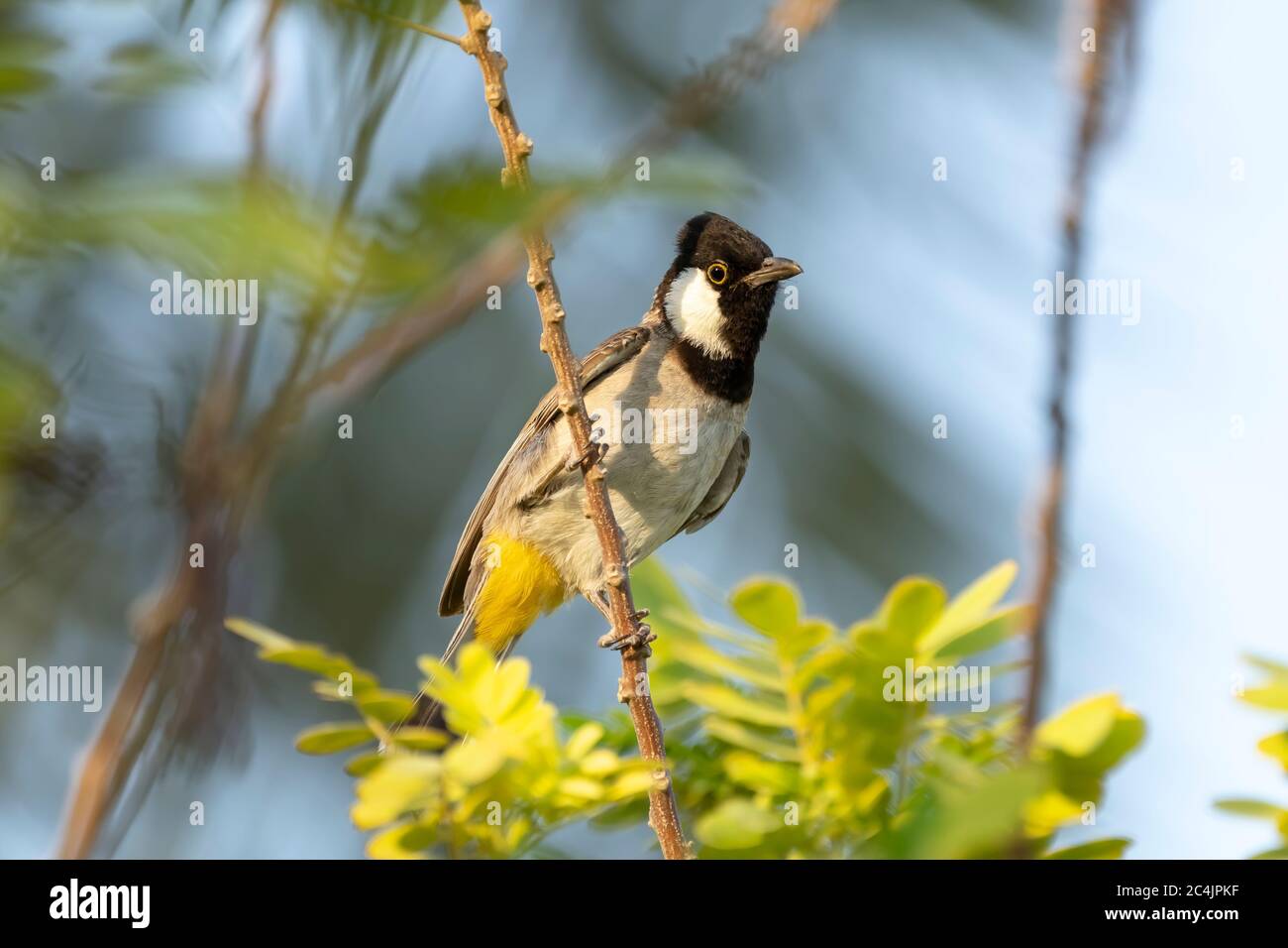 White-eared bulbul perching on a branch in Sheraton park in Doha, Qatar Stock Photo