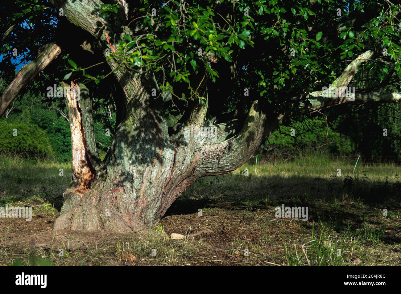Apple tree root hi-res stock photography and images - Alamy