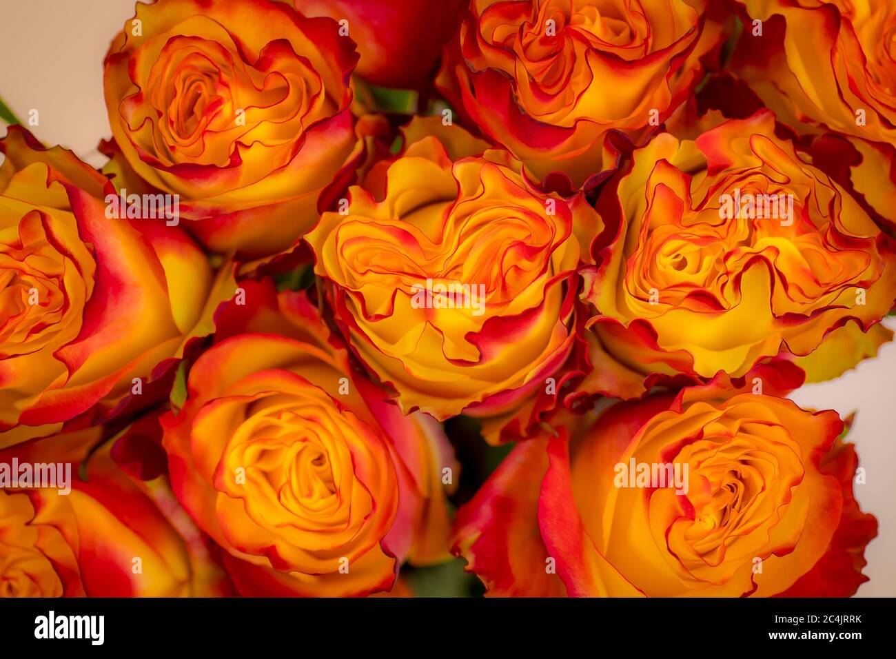 Close up Women of News Flash roses variety, studio shot Stock Photo - Alamy