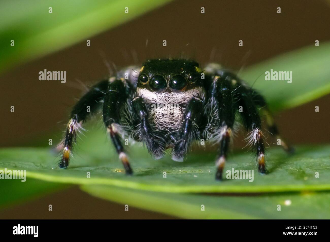 Black jumping spider super macro shot Stock Photo