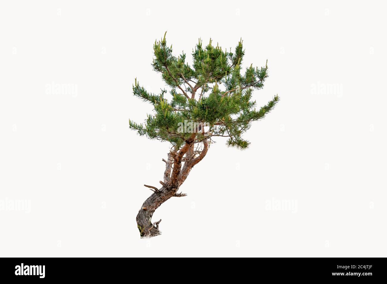 Curvy pine tree with green fur isolated on white background Stock Photo