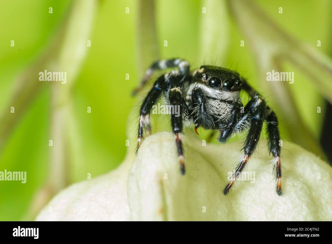 Black jumping spider super macro shot Stock Photo