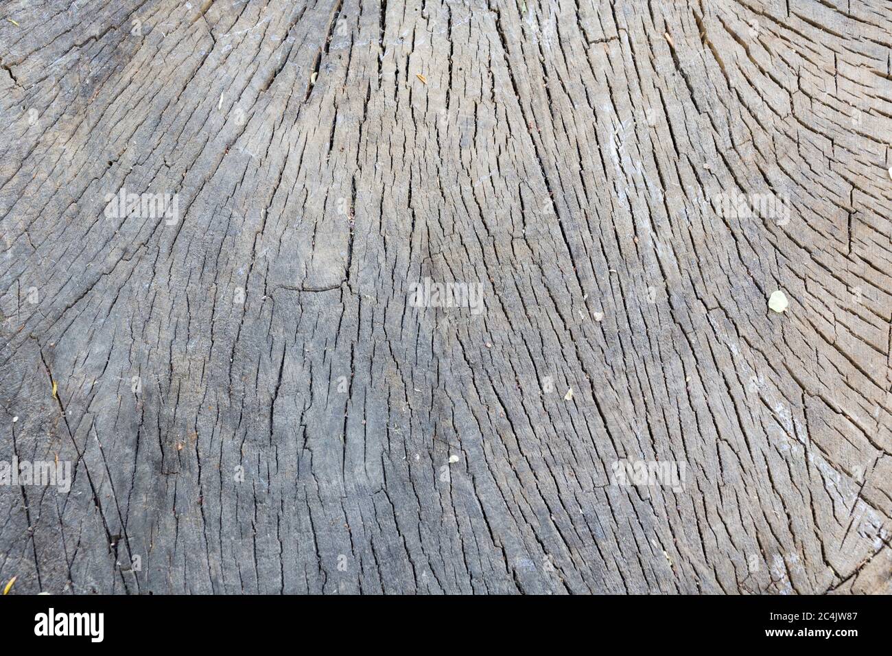 Old slice from a tree as a background. Close-up of annual rings of a ...