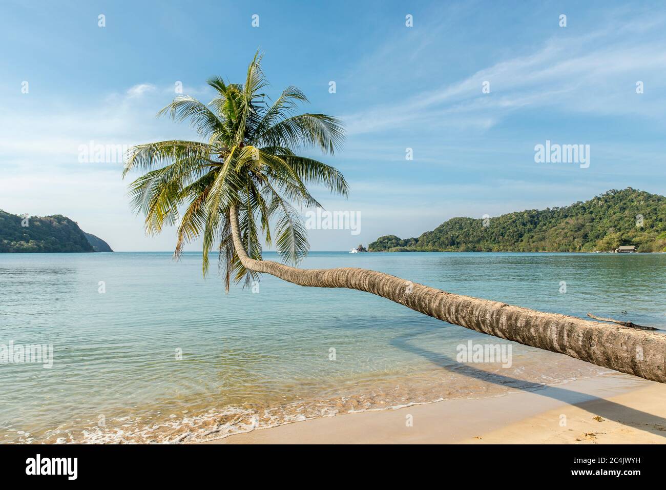 palm-trees-on-the-beach-koh-mak-beach-koh-mak-island-thailand-stock