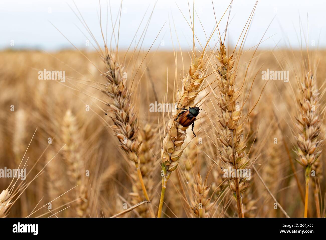 Pest infested wheat field. Locust of agricultural crops, the Grain Beetle (lat. Anisoplia Austriaca) on the ripe wheat ears. Stock Photo