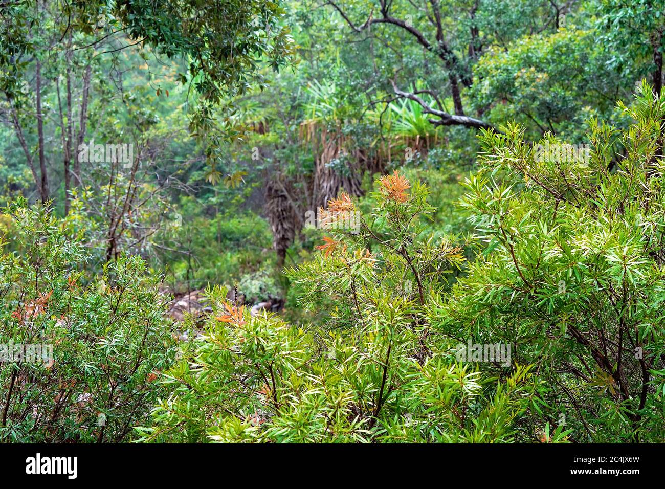 The greenery of the Australian bush on a rainy winter afternoon Stock Photo