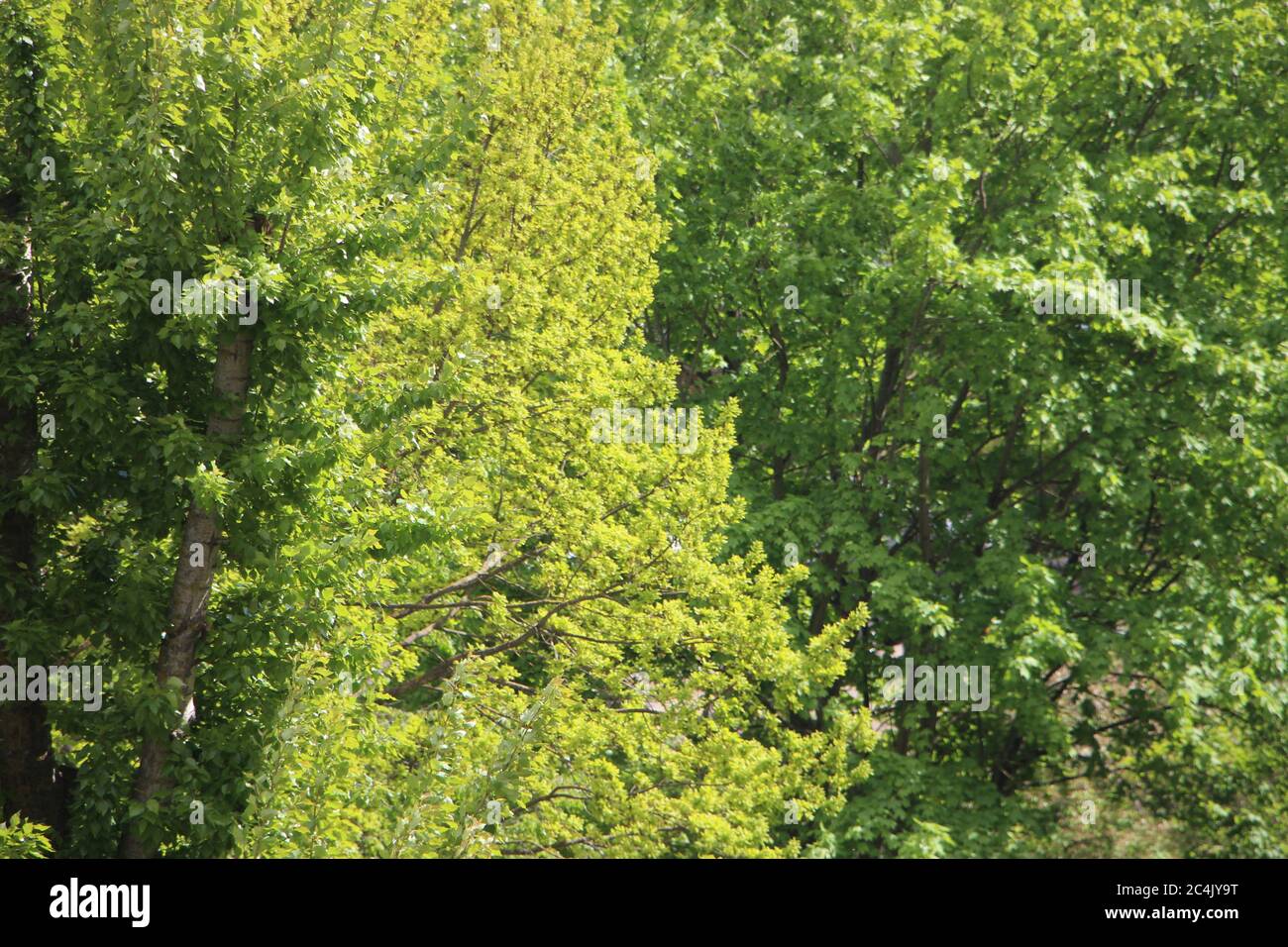 sunlight in trees of green summer forest Stock Photo - Alamy