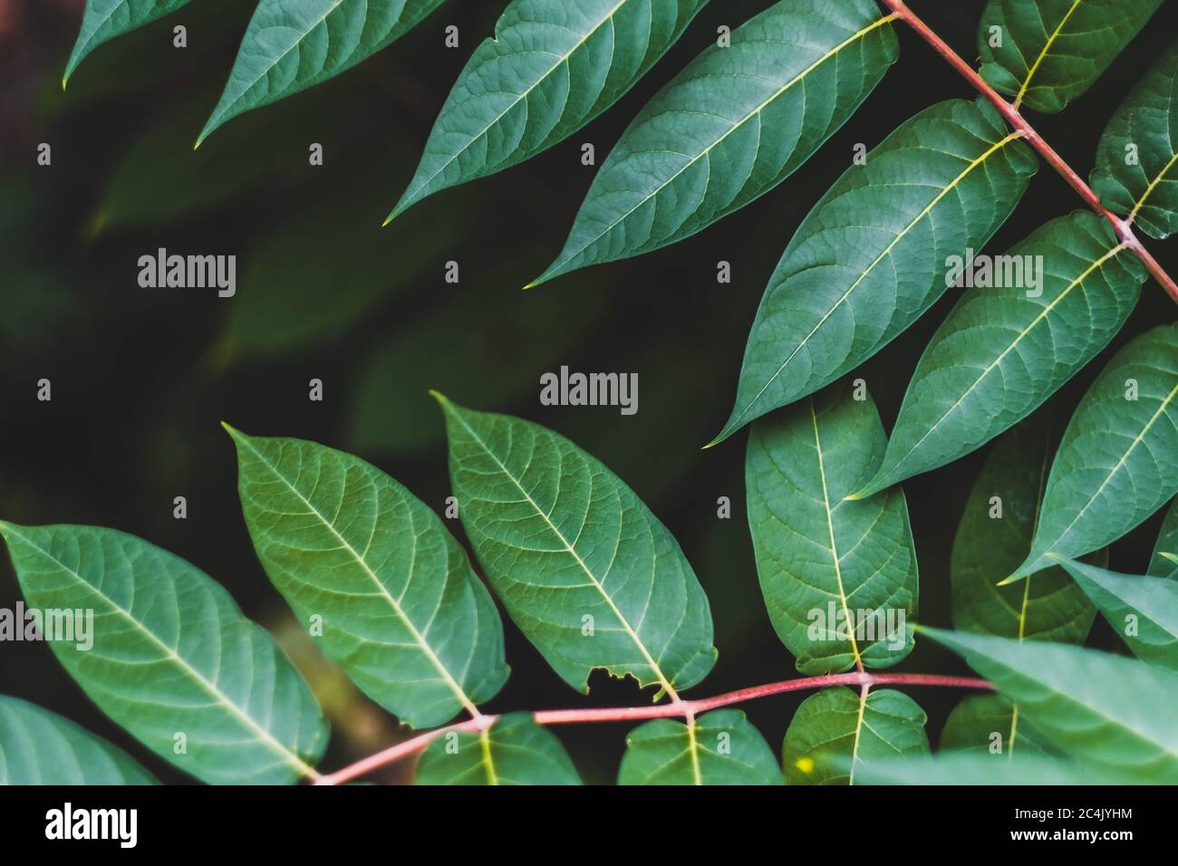 Green leaves, tropical plant Stock Photo - Alamy