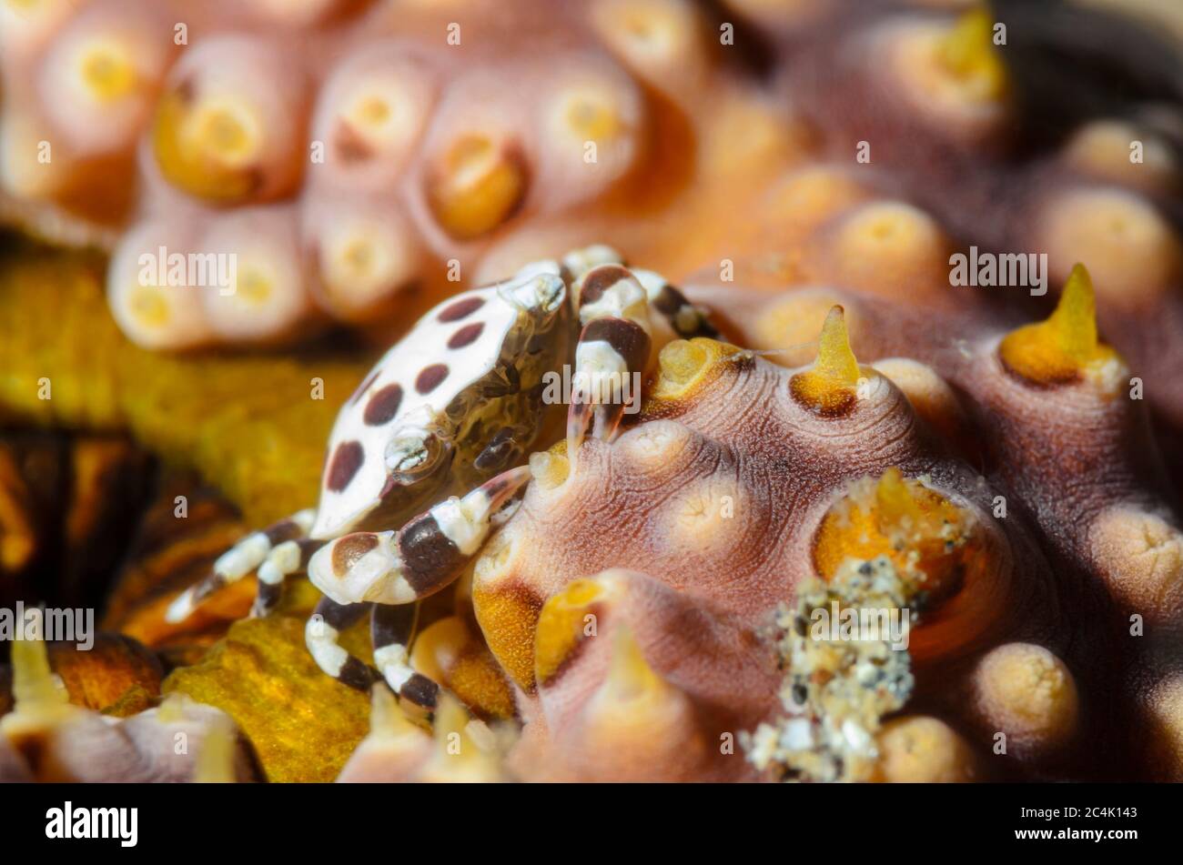 Sea cucumber swimming crab, Lissocarcinus orbicularis, lives on sea cucumbers, Lembeh Strait, North Sulawesi, Indonesia, Pacific Stock Photo