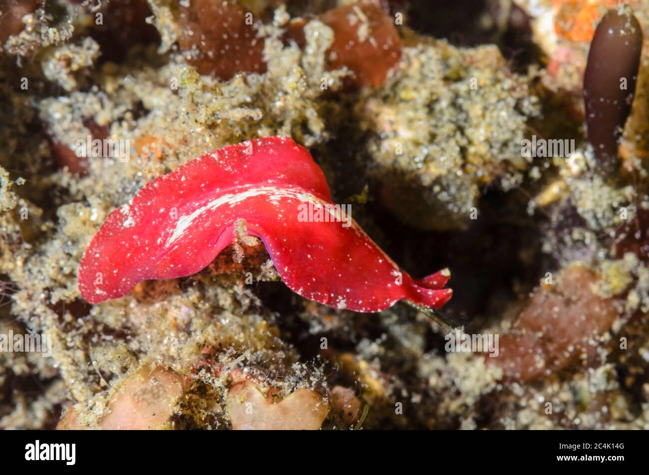 Marine flatworm, Pseudobiceros sp., Lembeh Strait, North Sulawesi, Indonesia, Pacific Stock Photo