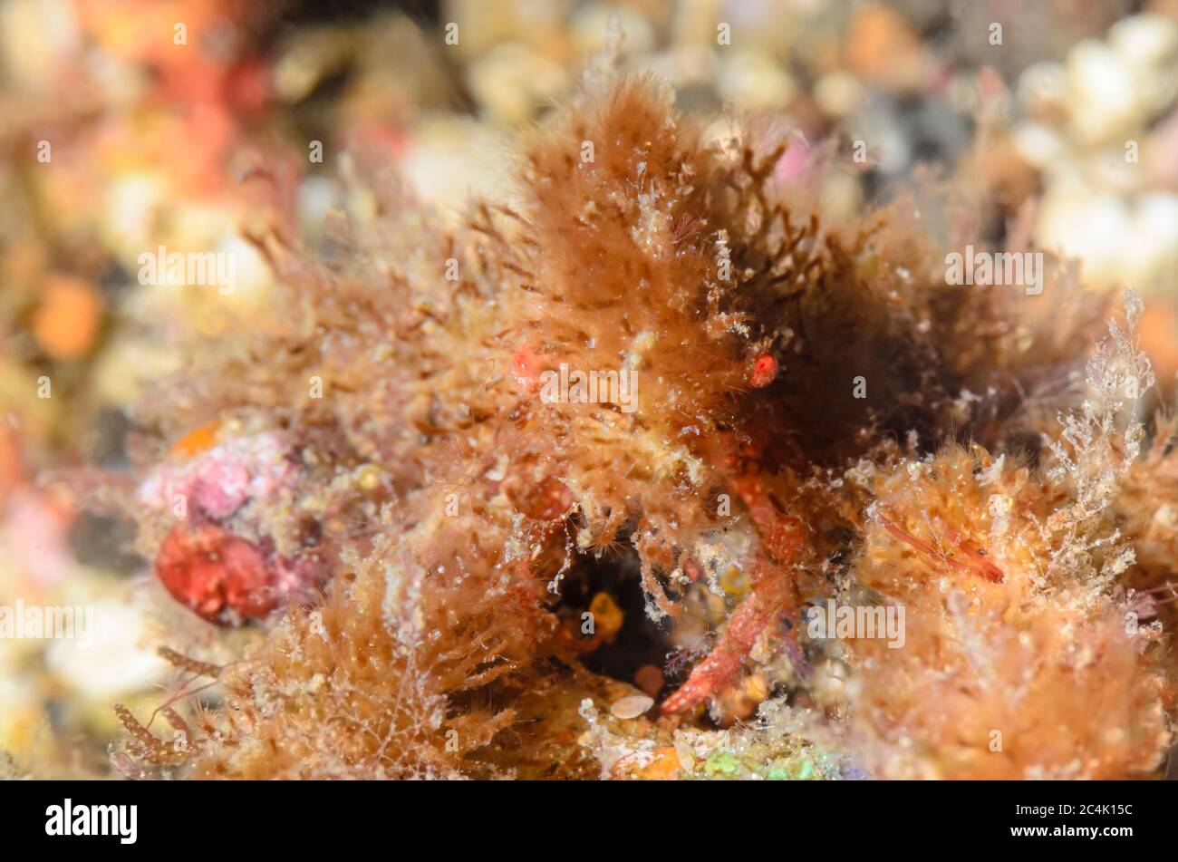 Hairy Decorator crab, from the Majidae Family, Lembeh Strait, North Sulawesi, Indonesia, Pacific Stock Photo