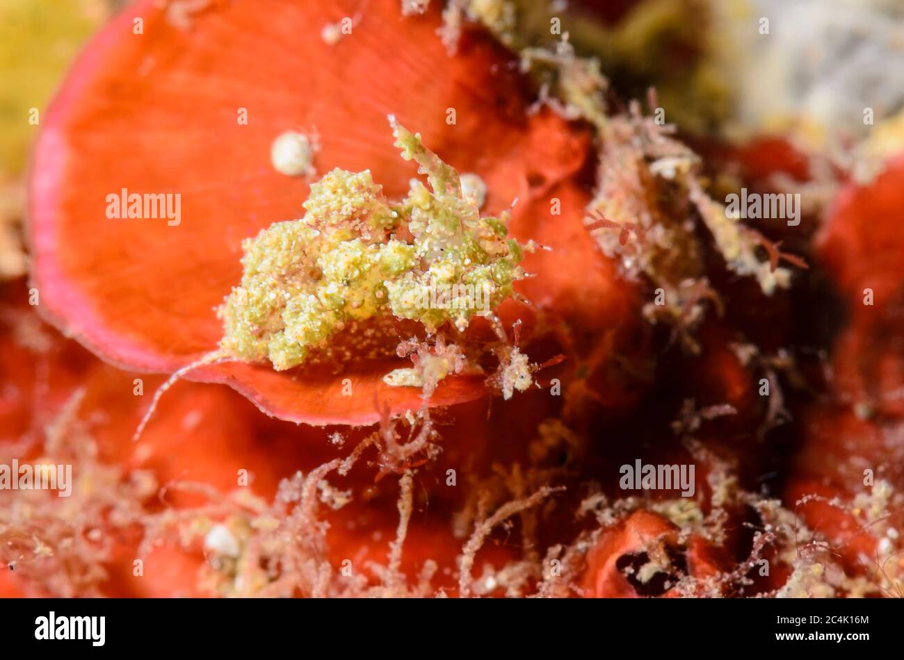 sea slug or nudibranch, Janolus incrustans, Lembeh Strait, North Sulawesi, Indonesia, Pacific Stock Photo