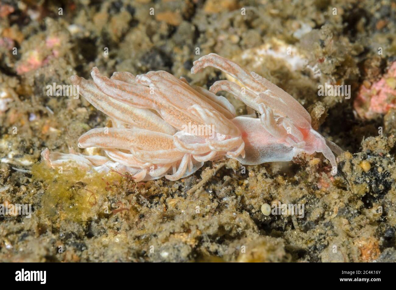 Solar powered sea slug or nudibranch, Phyllodesmium sp., Lembeh Strait, North Sulawesi, Indonesia, Pacific Stock Photo