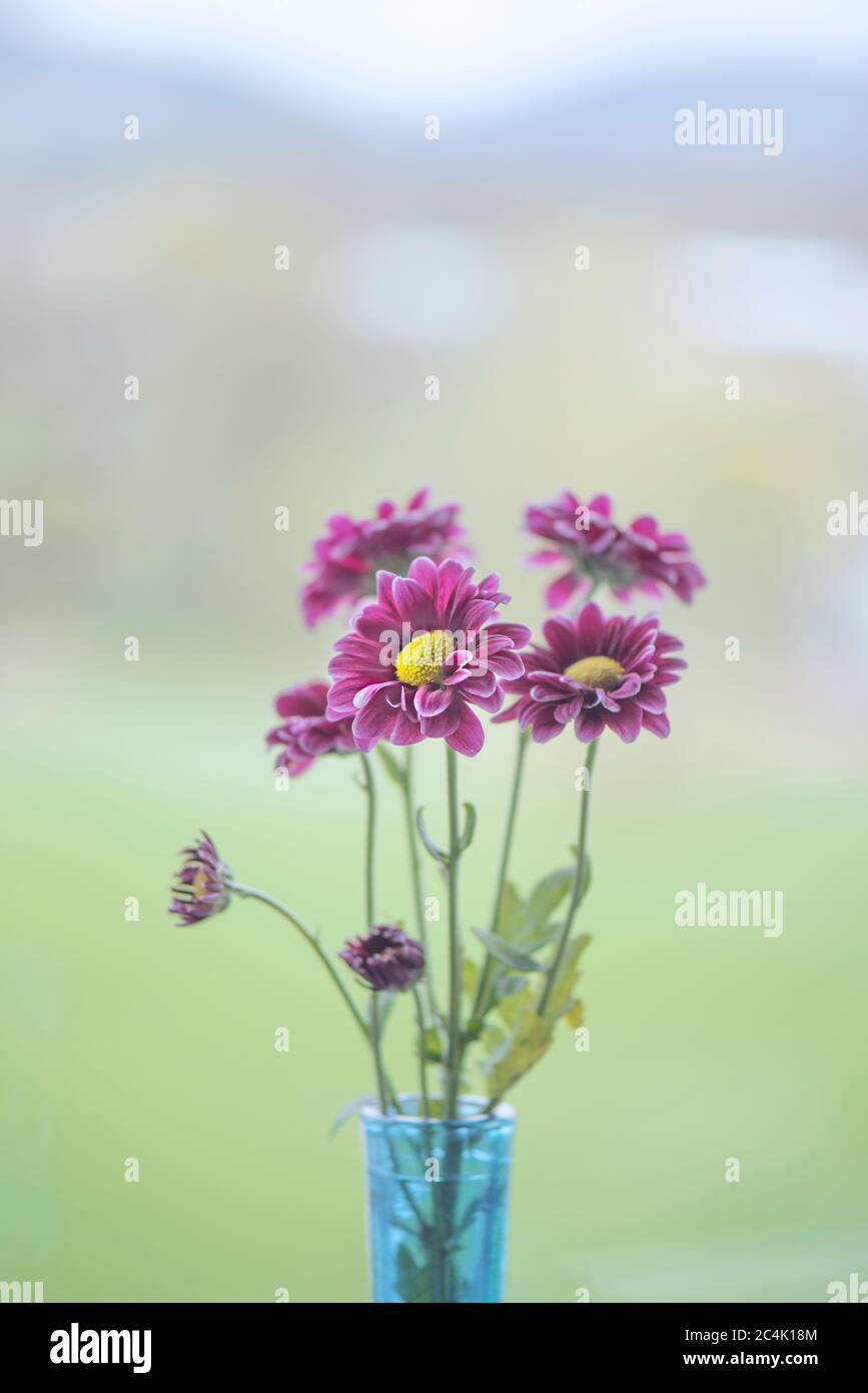 Purple flowers in a vase with an outdoor background. Stock Photo
